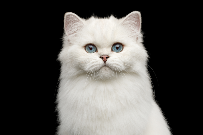 Gato branco: conheça as principais raças e características