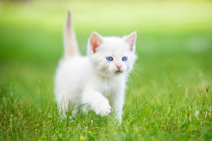 Raças mais conhecidas de gato branco