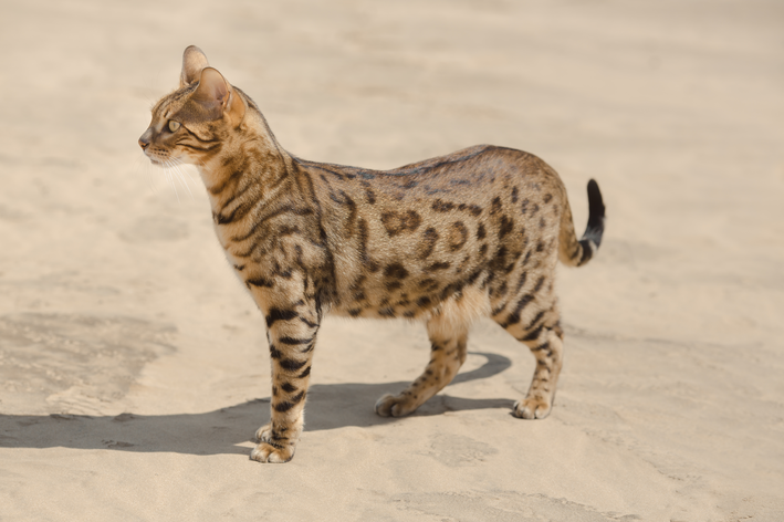 Diferentes tipos de gato savannah e suas características