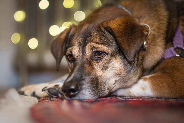Sintomas mais comuns do hipotireoidismo em cães