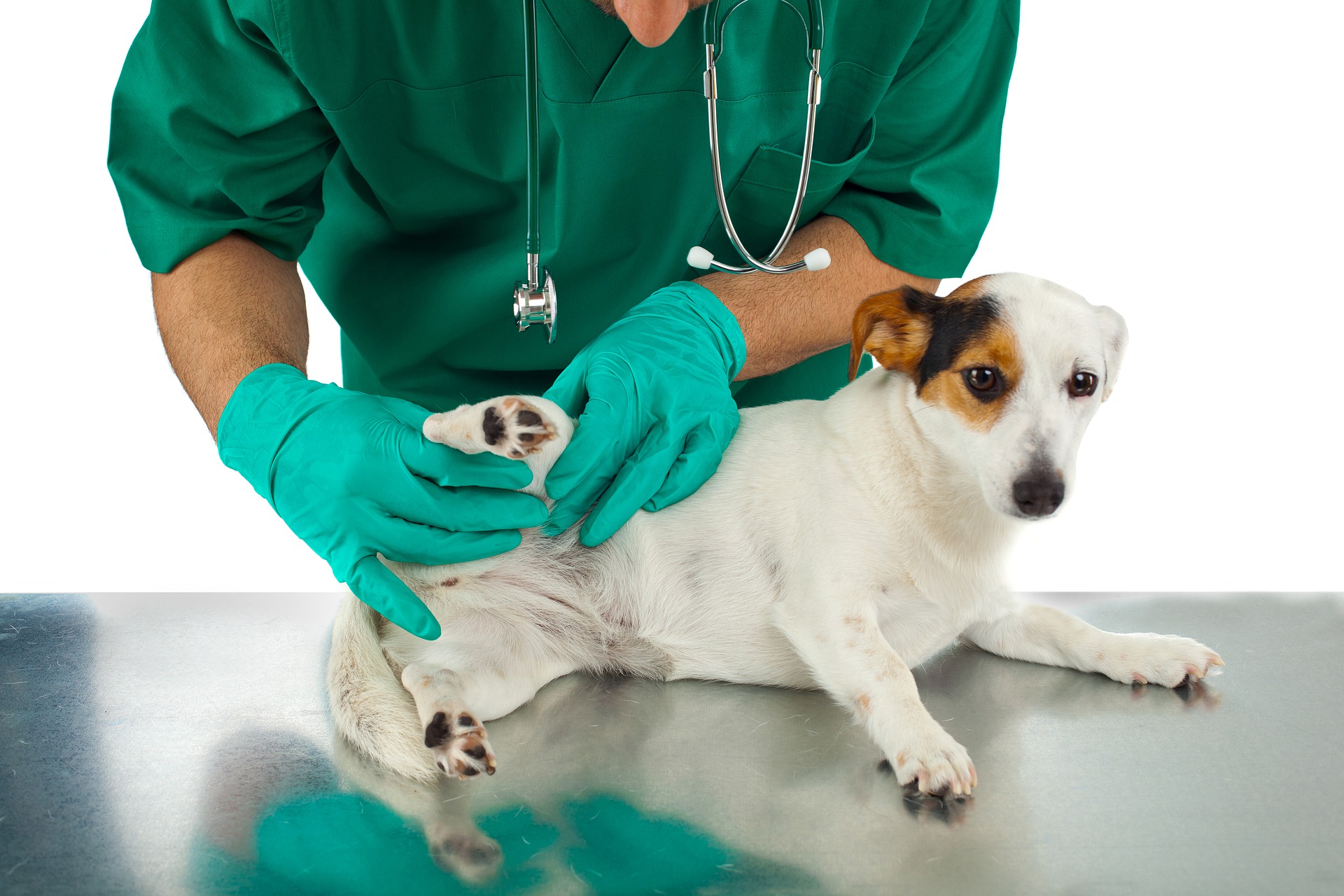 veterinário investigando miiase em cães