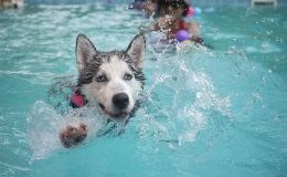 Husky adora natacao para cachorro
