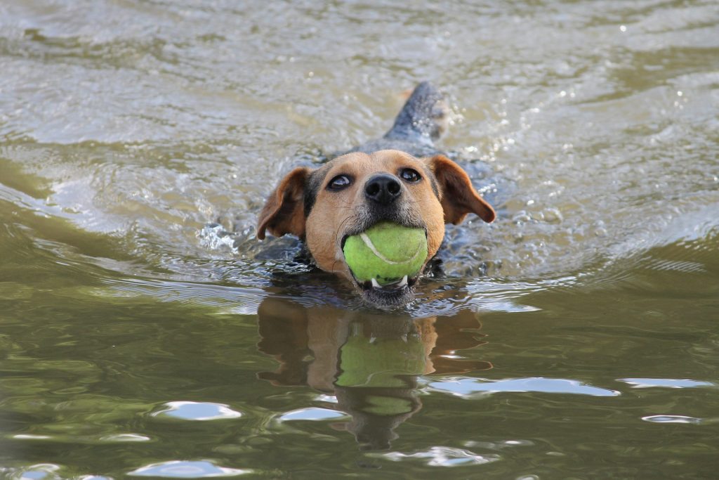 natação para cachorro