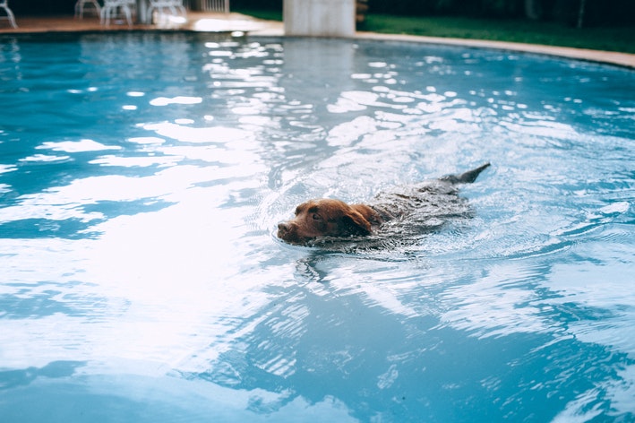 natação para cachorro na piscina