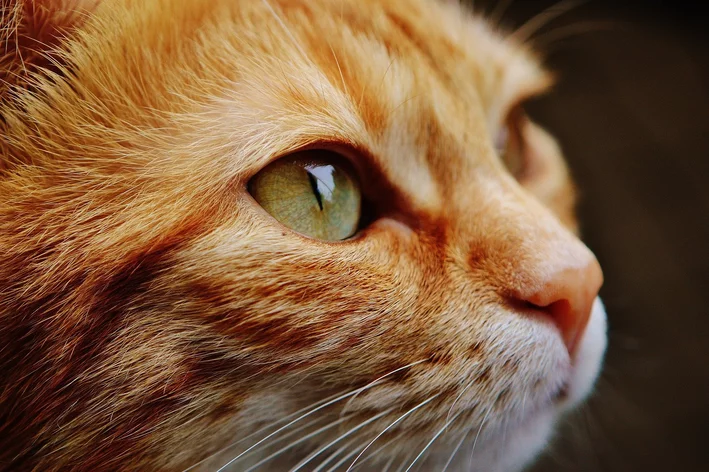 Olho de gato: curiosidades e cuidados