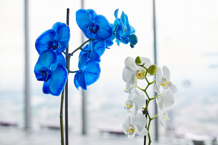 Orquídea azul e orquídea branca