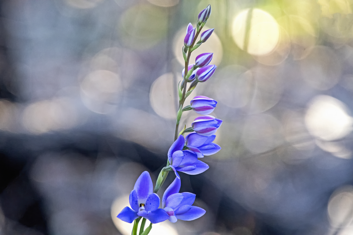Orquídea azul natureza
