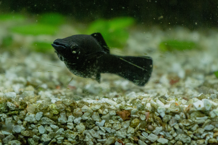 Molinésia black: um dos mais tranquilos peixes ornamentais