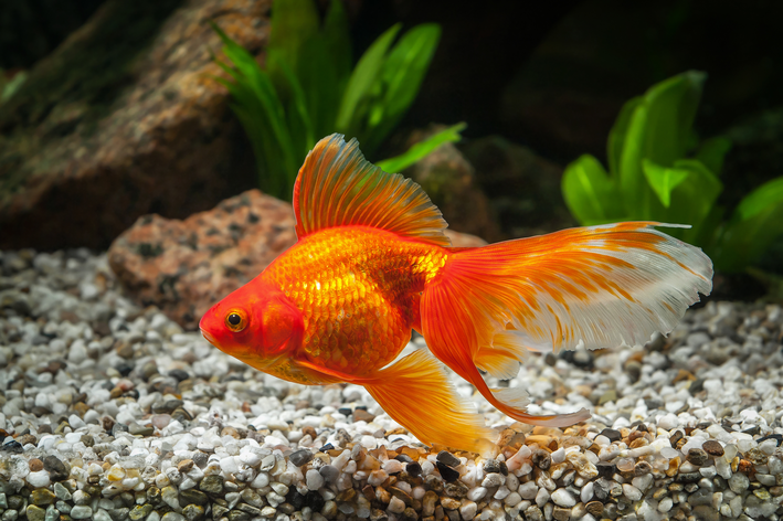 Peixinho dourado: o mais famoso dos peixes ornamentais