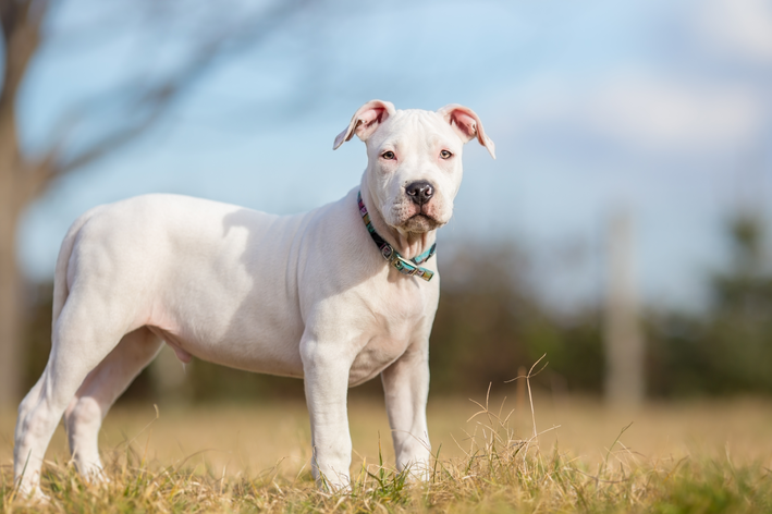 Pitbull branco: um gigante amável, inteligente e um pouco estabanado