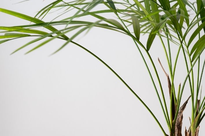 planta de sombra areca bambu