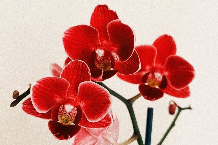 planta de sombra orquídeas