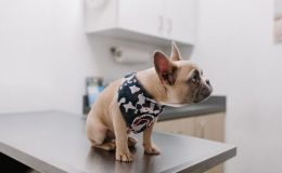 reação de vacina em cachorro