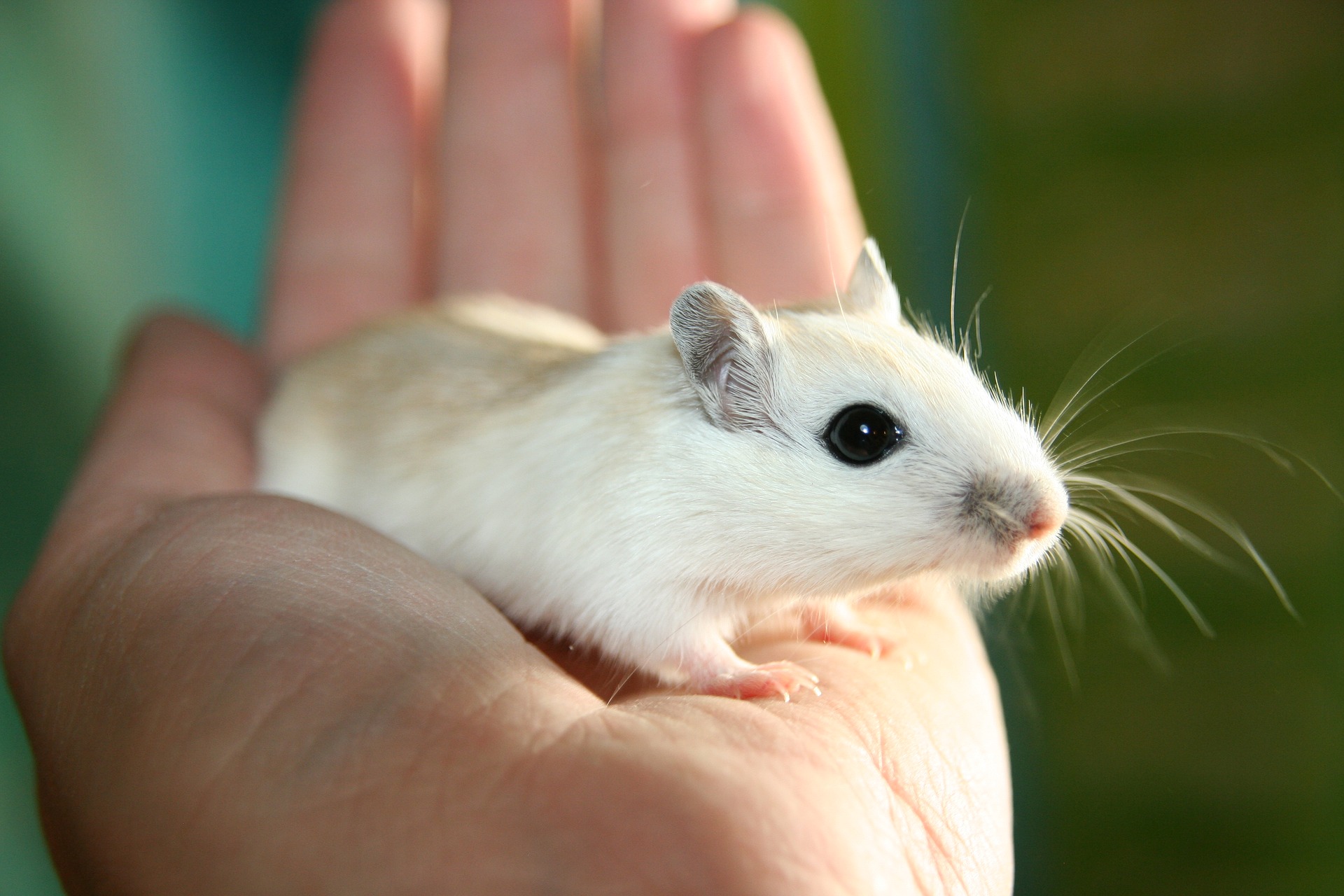 gerbil é um dos roedores de estimação preferidos para ambientes pequenos