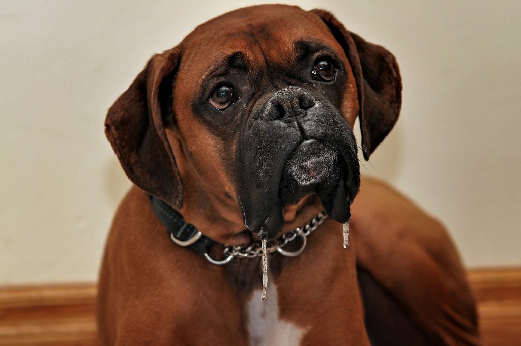 sindrome de cushin em cães é comum em Boxer