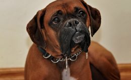 sindrome de cushin em cães é comum em Boxer