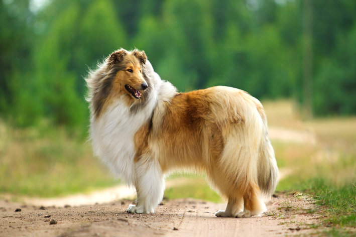 Tudo sobre a lassie, uma das cadelas mais famosas da história