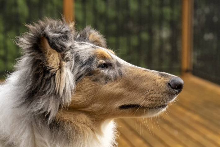 Lassie, o rough collie mais conhecido do mundo