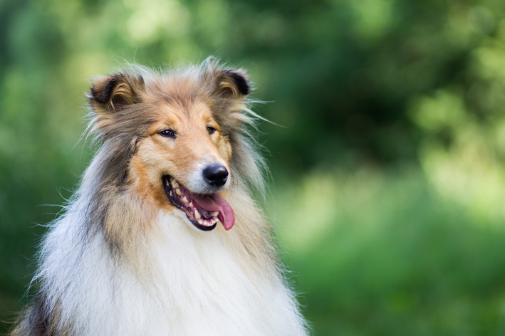 No filme Lassie, a arte imita a vida