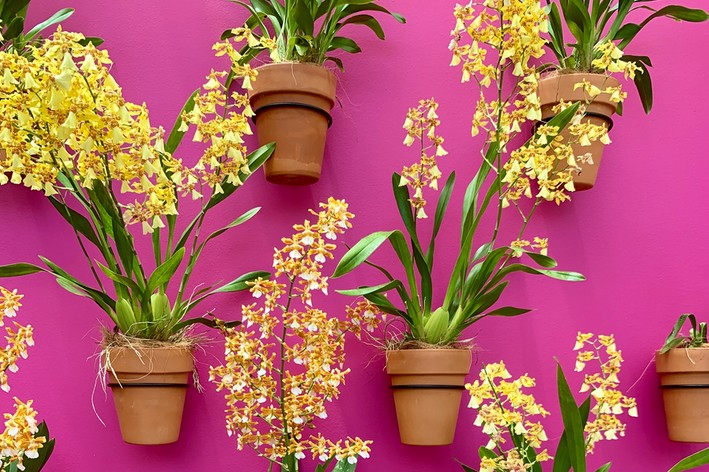 vasos suspensos em jardim de orquideas amarelas