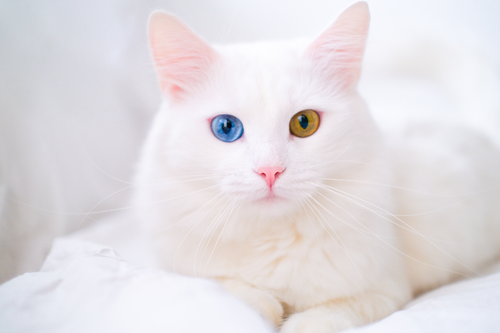 gato albino