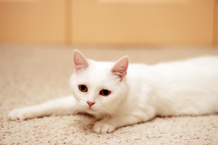 gato albino