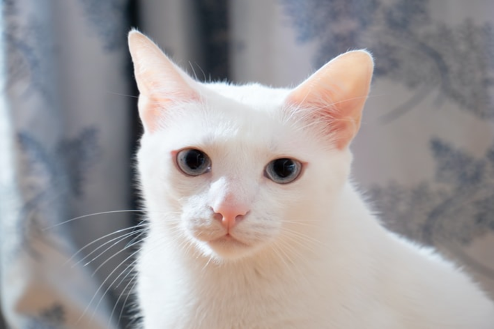 Gato-albino