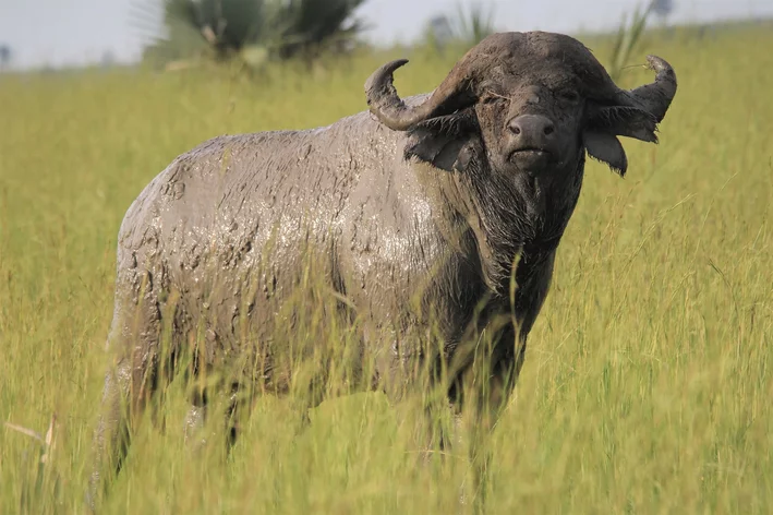 Descubra aqui tudo sobre o búfalo africano