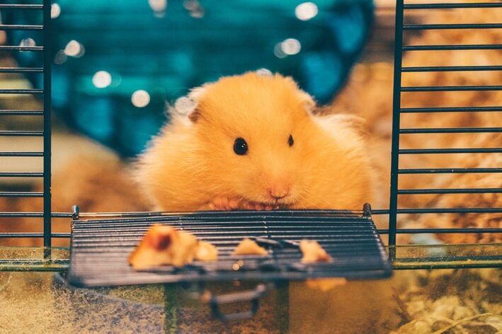 alimentação hamster