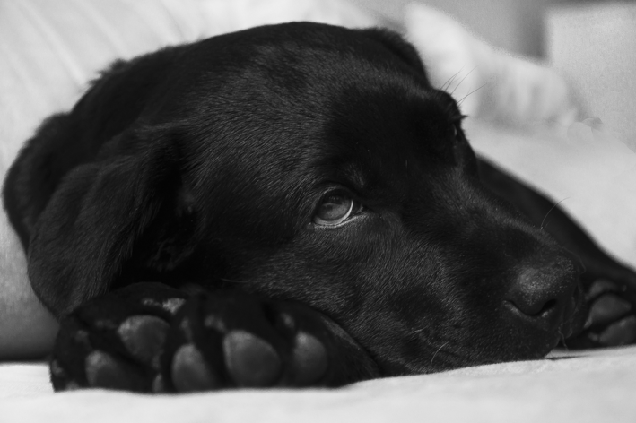 Diagnóstico e tratamento da amiloidose em cães
