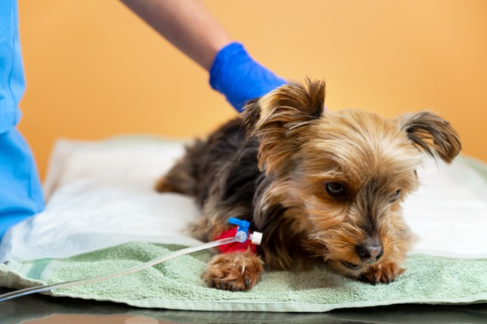 Seu pet, antes de qualquer operação, necessitara de uma anestesia em cachorro.