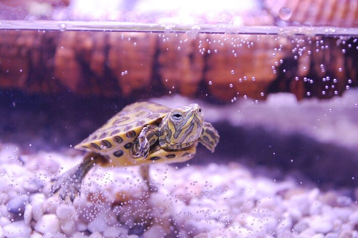 tartaruga nadando em aquaterrário