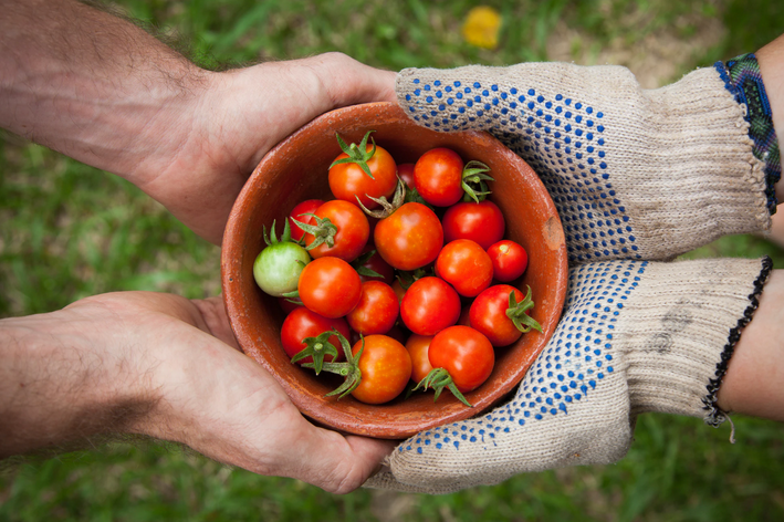 Mãos segurando pote com alimentos orgânicos, tomates pequenos
