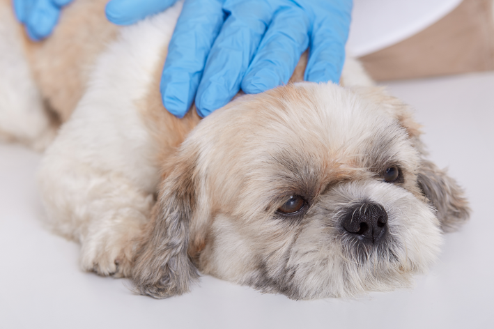Cachorro branco com bolinhas na pele sendo tratado por veterinário