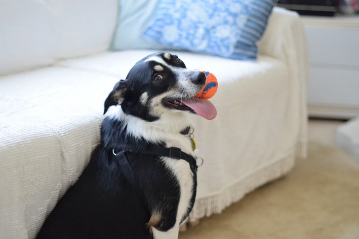 Cão feliz entretido com bolinha na boca