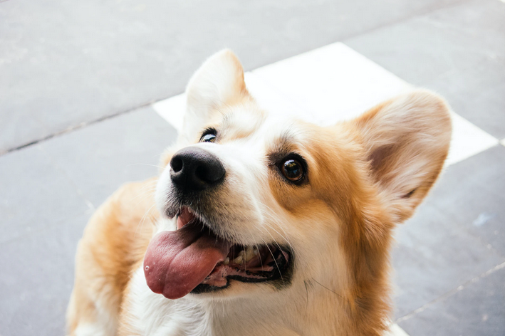 Cachorro Corgi mostrando a língua