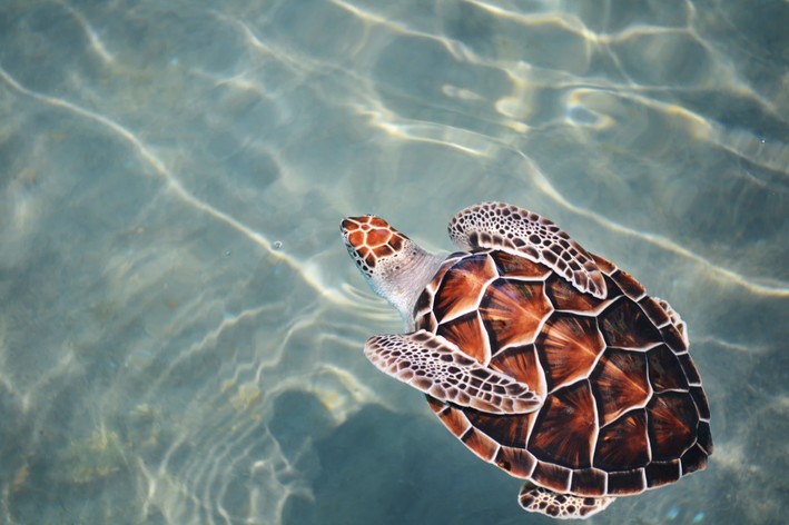 Casco de tartaruga marinha visto de cima, enquanto o animal nada