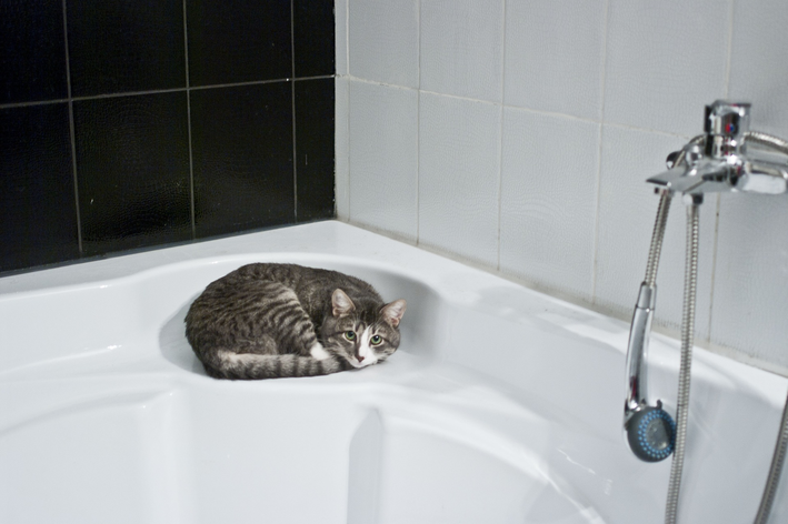 Saiba aqui como dar banho a seco gato