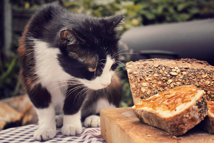Entenda aqui se gato pode comer pão