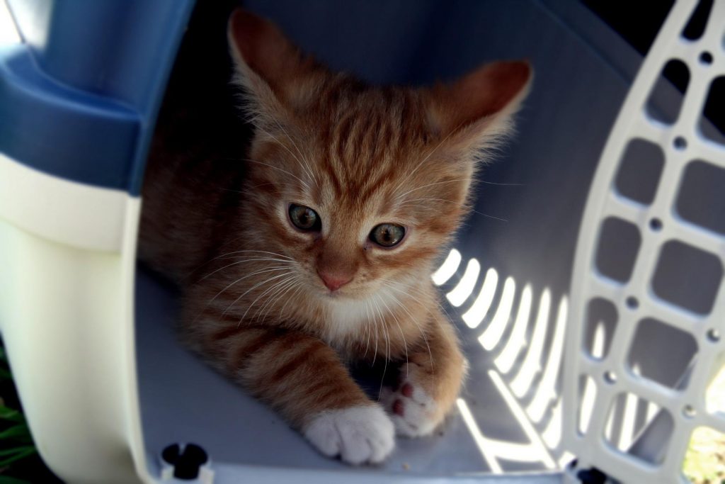 gato filhote laranja dentro da caixa de transporte