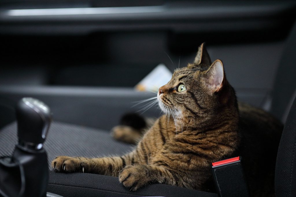 gato no banco do carro