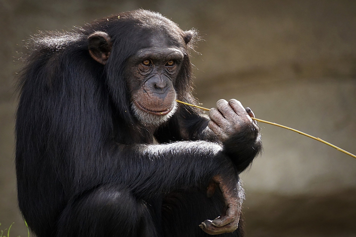 O chimpanzé é um animal frugivoro