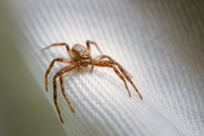 Um dos principais animais venenosos é a aranha marrom