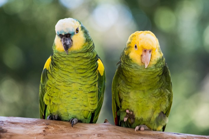 Dois papagaios verdes apoiados em tronco