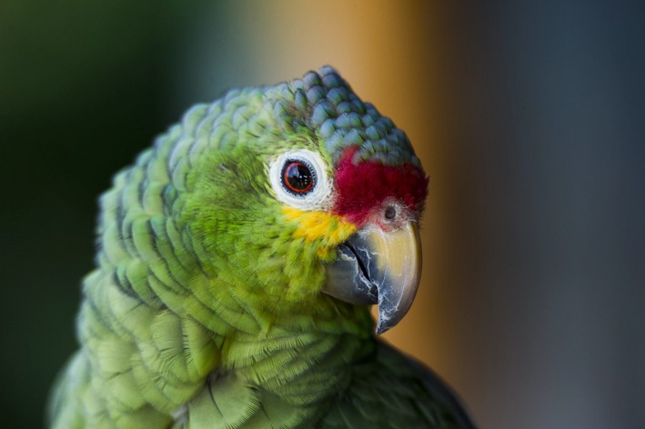 Papagaio verde, com pelagem vermelha, azul e amarela próxima ao olho e bico
