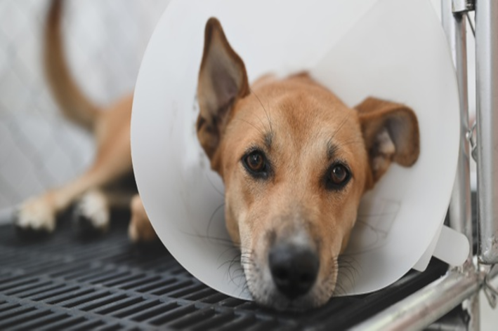 O cone para cachorro ajuda a proteger áreas machucadas do pet