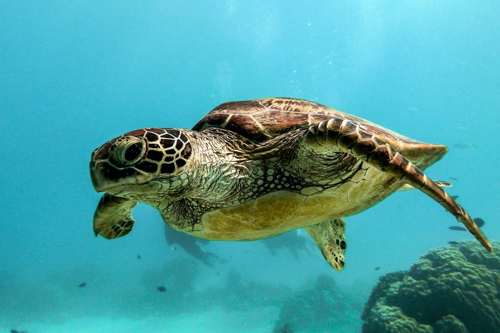 Tartaruga marinha nadando