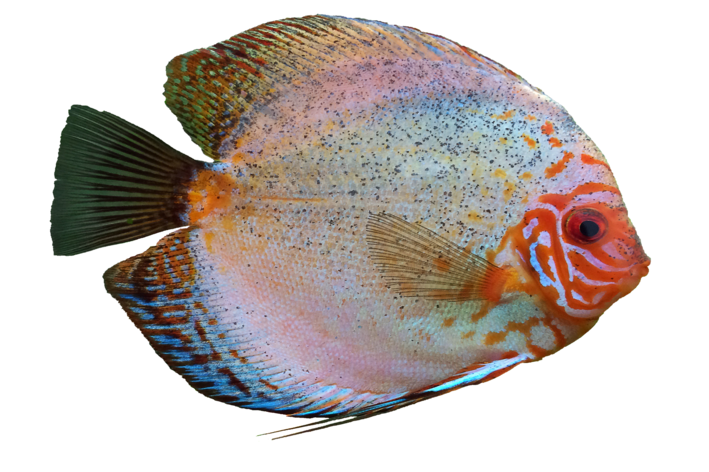 Os ciclideos são peixes muito comuns para os aquários