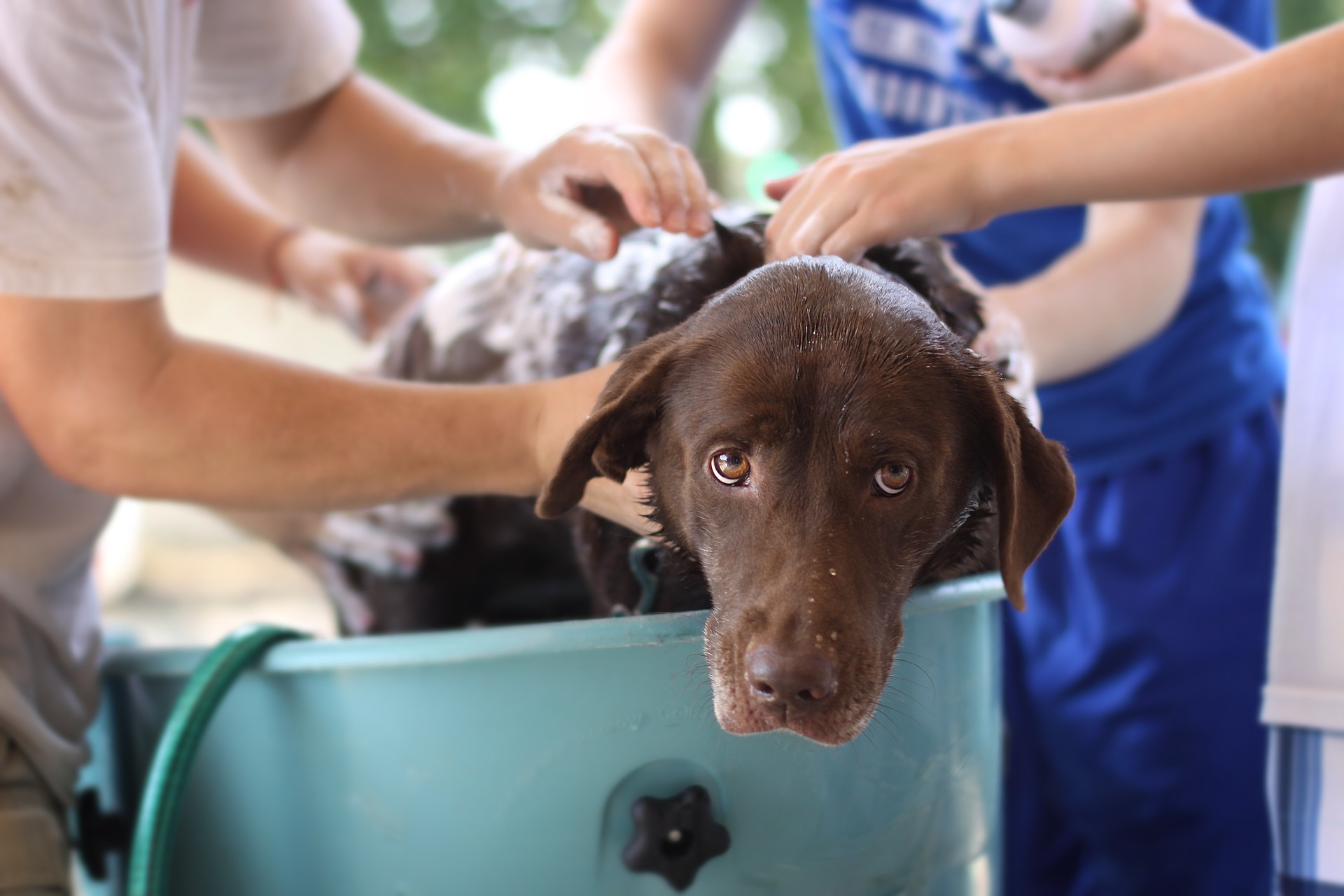 Por que usar shampoo para seborreia canina?