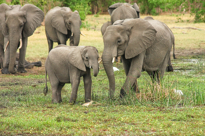 O elefante faz parte da lista de maiores animais do mundo